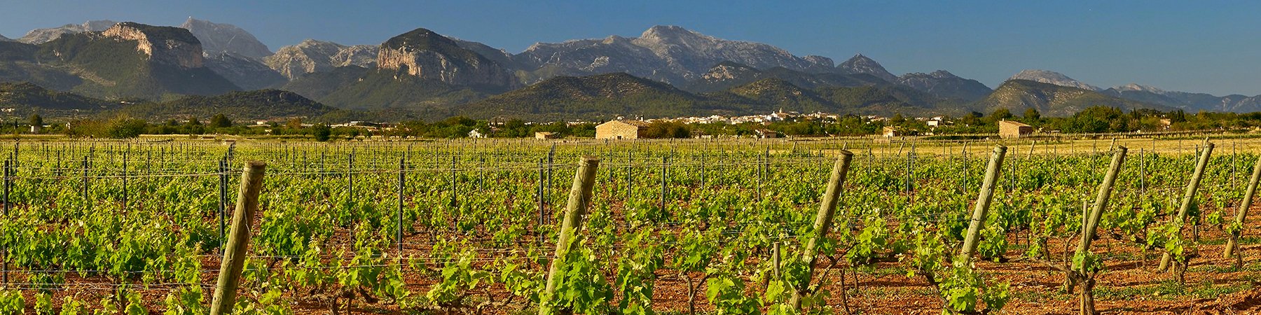 Bodega Can Rubi Mallorca Wein