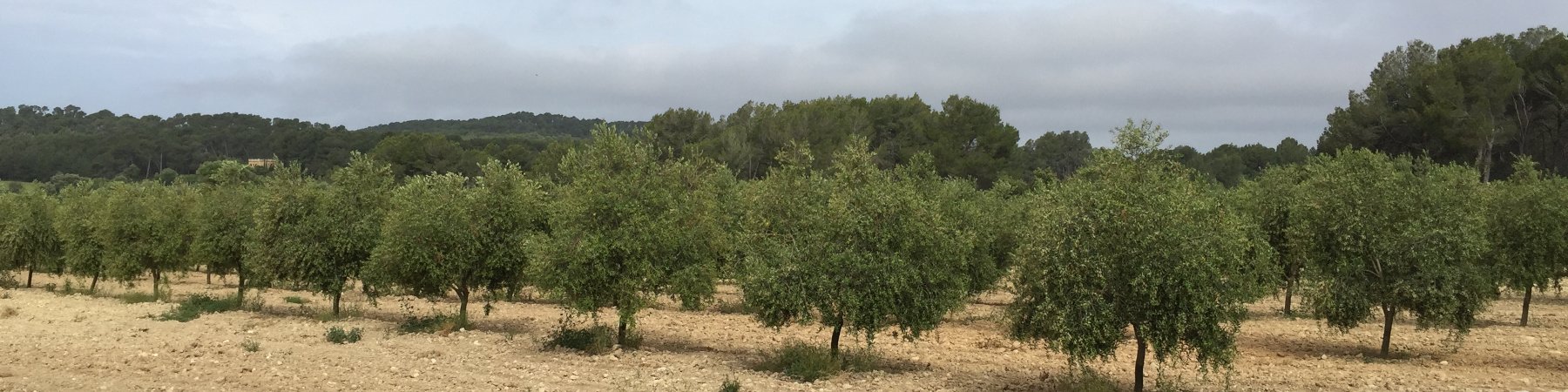 Mallorca Olivenöl von Treurer